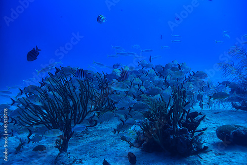 Fotografie school of fish underwater photo, Gulf of Mexico, Cancun, bio fishing resources