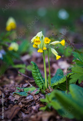 Sweden. Primrose flowers in spring forest