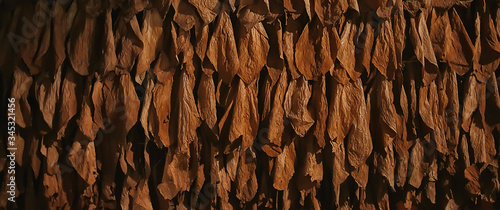 Photography background texture tobacco leaves dry, yellow leaves for smoking, production of