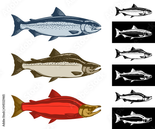 Vector salmon fish icons collection isolated on on different backgrounds