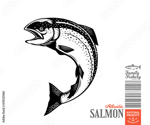 Vector jumping salmon fish illustration isolated on a white background