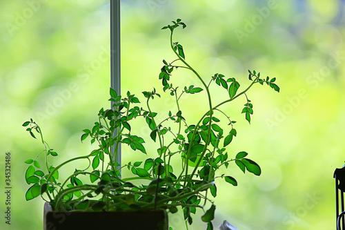 fresh green shoots background  abstract spring look  new greens