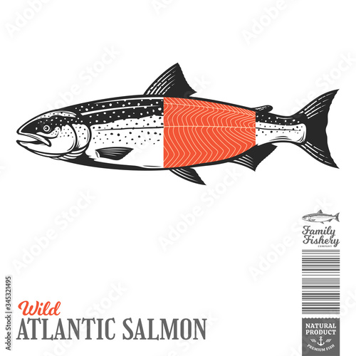 Vector wild Atlantic salmon fish illustration