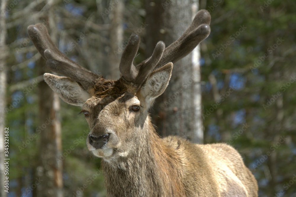 Mangifique cerf rouge dans un parc privé du Québec, Canada Mangifique cerf rouge dans un parc privé du Québec, Canada