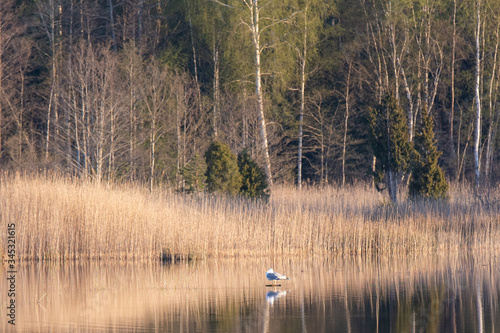 Birds in lake Kanieris