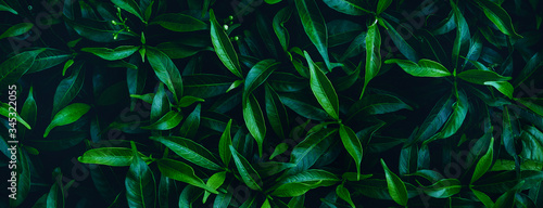 Exotic colorful flowers on a dark tropical leaf background, nature, tropical foliage in Asia © eakarat