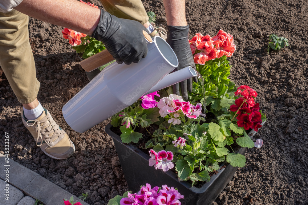 Fototapeta premium Planting work in the garden. Planting and watering the flowers of geranium.