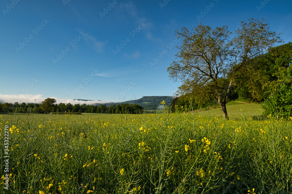 Obraz premium Das blühende Rapsfeld