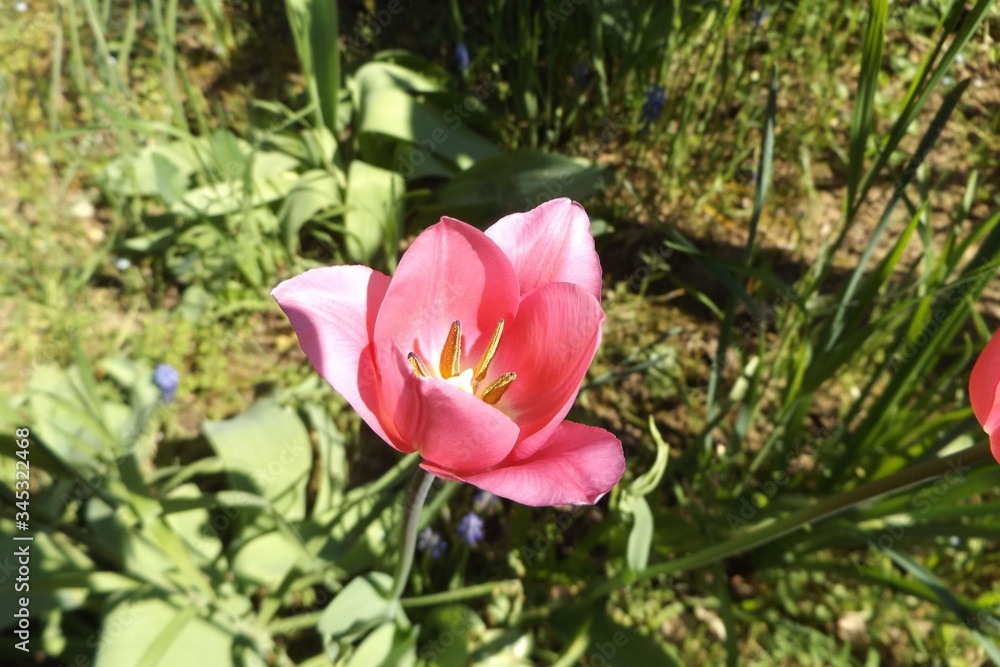 Tulipano Maggio