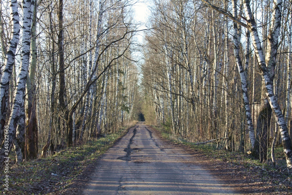 Landscape alley with Chernobyl birches among dry trees. Stalker entry into the exclusion zone, an abandoned city, ruins and a radio zone. Road in a dry autumn forest on a background of blue clear sky Landscape alley with Chernobyl birches among dry trees. Stalker entry into the exclusion zone, an abandoned city, ruins and a radio zone. Road in a dry autumn forest on a background of blue clear sky