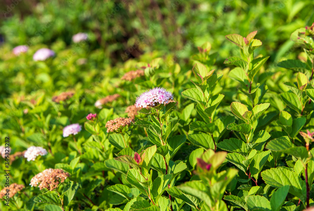Nature background of multicolor green, yellow, pink, and red Spiraea Japonica plant in bloom
