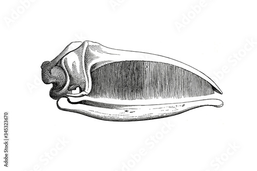 Illustration of a skull do bird in popular encyclopedia from 1890