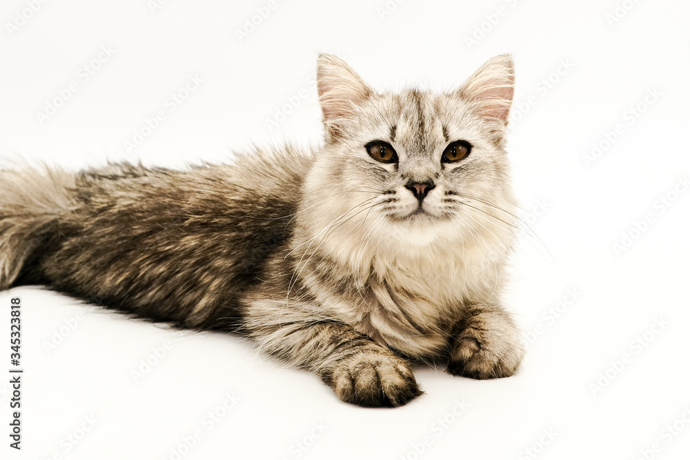 Domestic Persian cat shots on isolated white background. Domestic Persian cat shots on isolated white background.