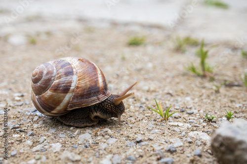 A large garden snail creeping along the road. Helix pomatia (common names: Roman snail, burgundy snail, edible snail).