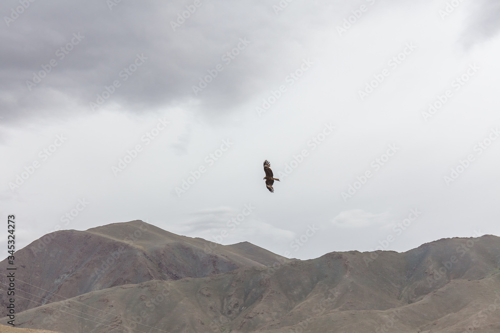 falcon flies over the roofs of houses of a small settlement in the mountains of Mongolia