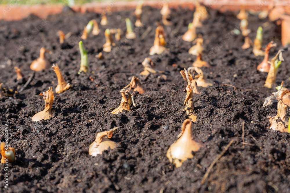 Seasonal planting, a bed of onions on a Sunny day. Seasonal planting, a bed of onions on a Sunny day.