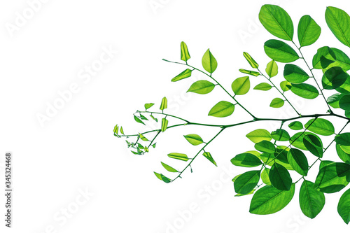 Twigs with beautiful green leaves isolated on a white background.