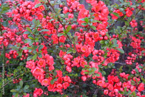 Zierquitte, rote Blüten, Frühling