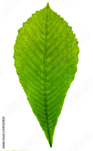 Green leaf isolated white background