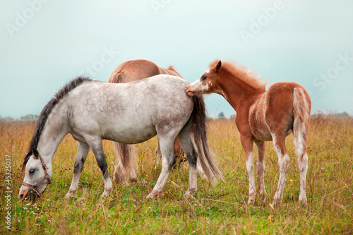 horses in the meadow © Юлия Фоминова