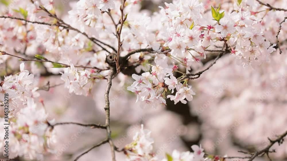 slow motion shot of cherry blossom falling slow motion shot of cherry blossom falling