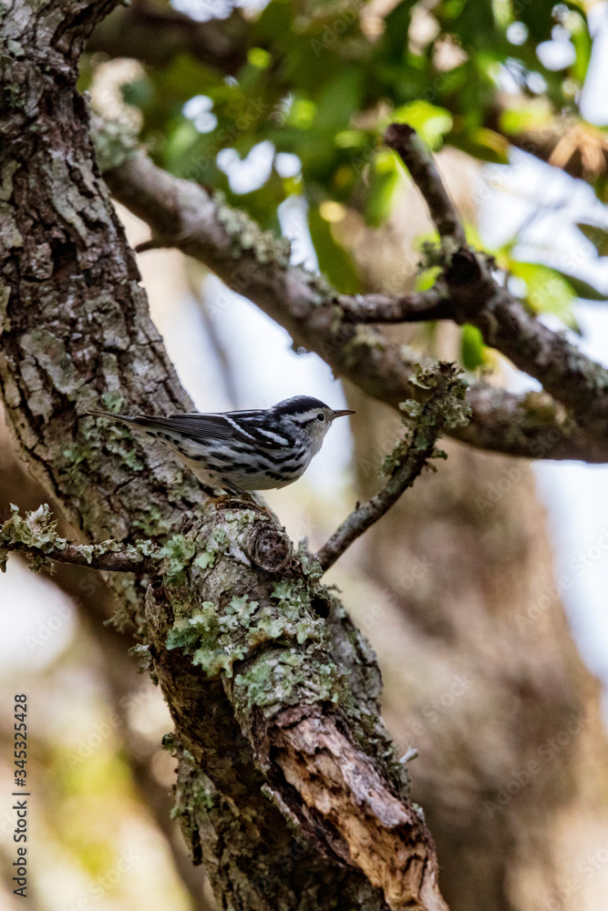A solitary Black and White Warbler frantically hops over live oak tree limbs and trunks in its search for insects to eat A solitary Black and White Warbler frantically hops over live oak tree limbs and trunks in its search for insects to eat
