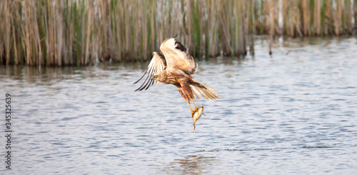 Circus aeruginosus bird flying and the predator catches fish above the surface, the various stages of hunting photo