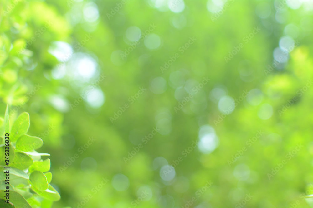 Green leaves blurred on a hot Sunday afternoon. Green bokeh and blurred backgrounds. Green leaves blurred on a hot Sunday afternoon. Green bokeh and blurred backgrounds.