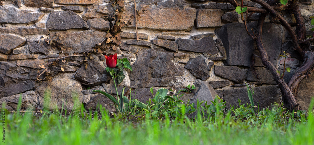 Red tulip on a stone background Red tulip on a stone background