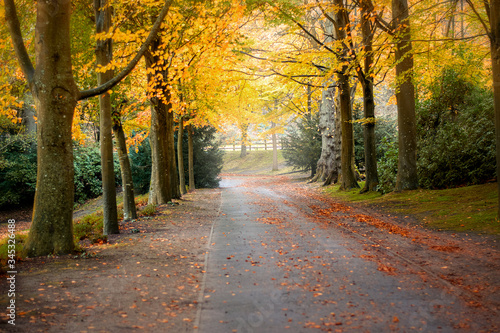 Misty autumn road with a tree tunnel