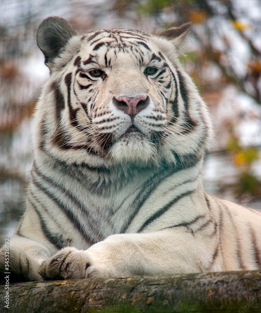 Closeup portrait of a siberian white tiger Closeup portrait of a siberian white tiger