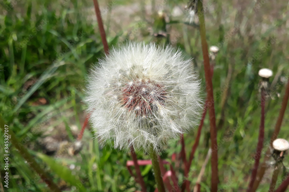 Dandelion seeds waiting to turn into flowers in spring Dandelion seeds waiting to turn into flowers in spring