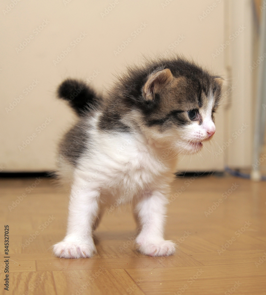 brown and white little kitten walks