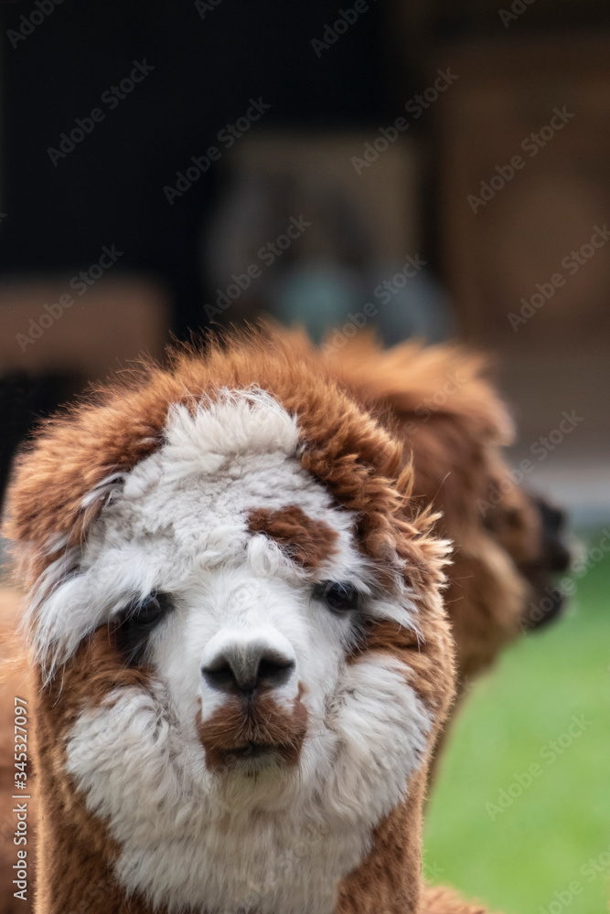 Fototapeta premium Brown fur hair Alpaca in a green meadow, close-up of head. Selective focus on the head of the alpaca, photo of head