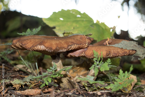 Close-up of mushrooms on the forest floor © karlamarie