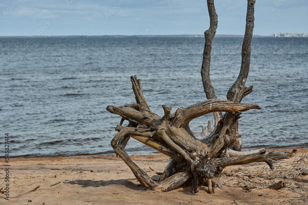 the roots of the stump