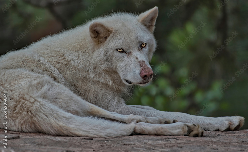 Obraz premium Arctic Wolf Piercing Eyes