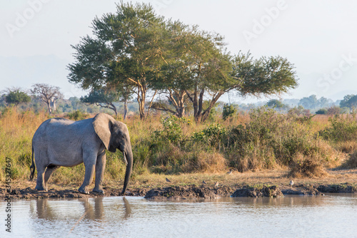 safari in east africa