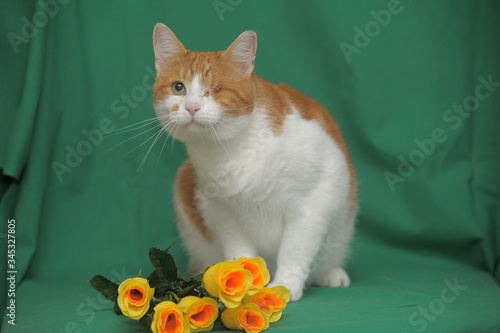 one-eyed red-haired with a white cat with yellow roses photo