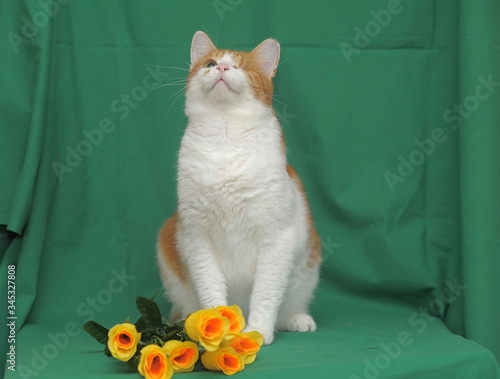 one-eyed red-haired with a white cat with yellow roses photo