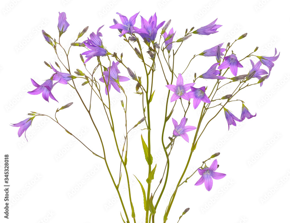 Campanula flowers Campanula flowers