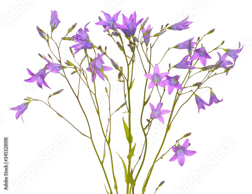 Campanula flowers