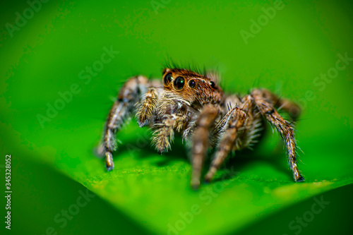 Macro shot of Jumping spider sitting on a green leaf looking sideways