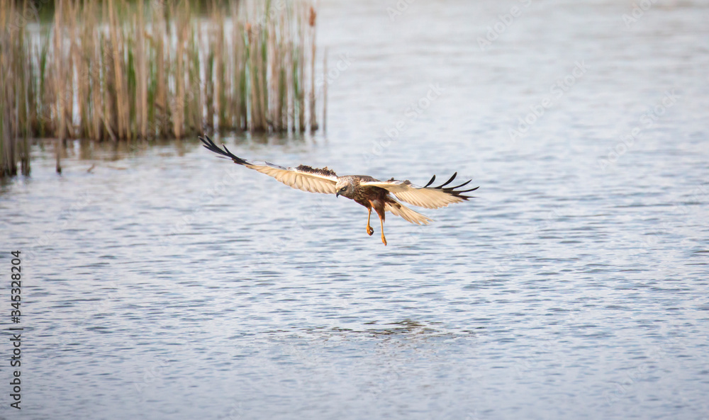 Circus aeruginosus bird flying and the predator catches fish above the ...