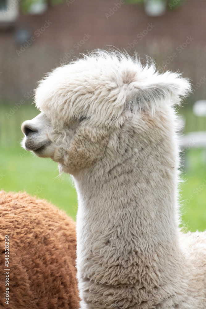 White Alpaca, a white alpaca in front of a brown alpaca. Selective focus on the head of the white alpaca