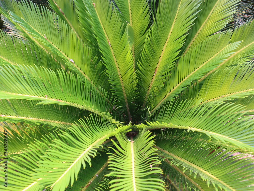 Close up shot of green leaves of palm tree. Close up shot of green leaves of palm tree.