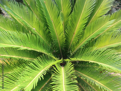 Close up  shot of green leaves of palm tree.