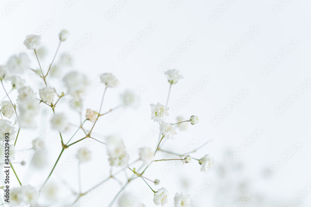 かすみ草 かすみ草