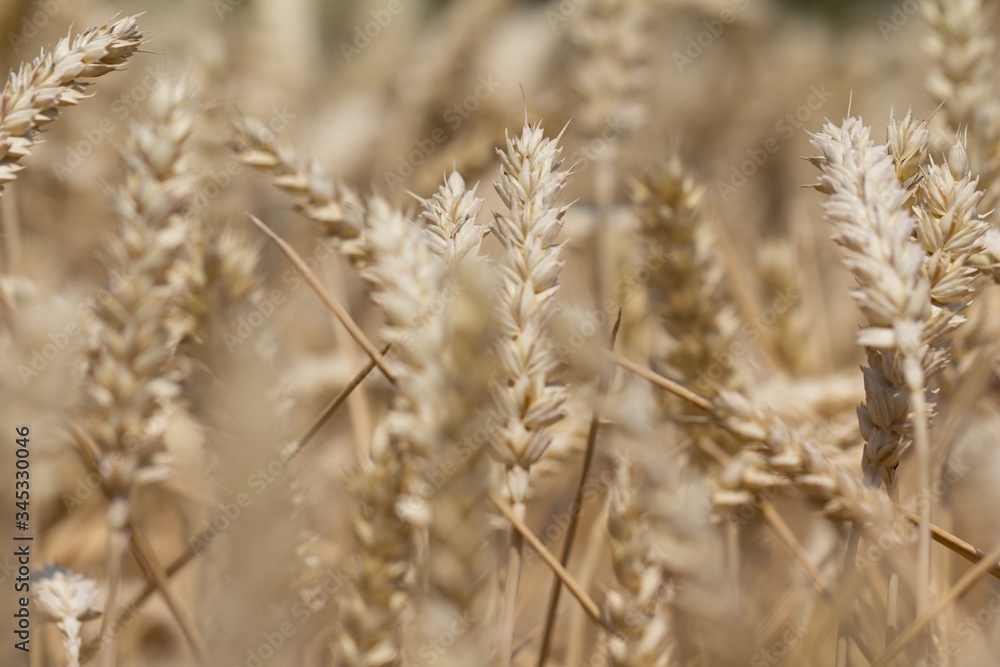 Many wheat plants in fall ready for harvesting in autumn. Macro photography of the golden summer grain. Healthy organic carbohydrates nutrition