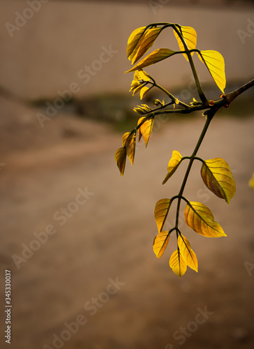 Tree branch with autumn leaves. Autumn background